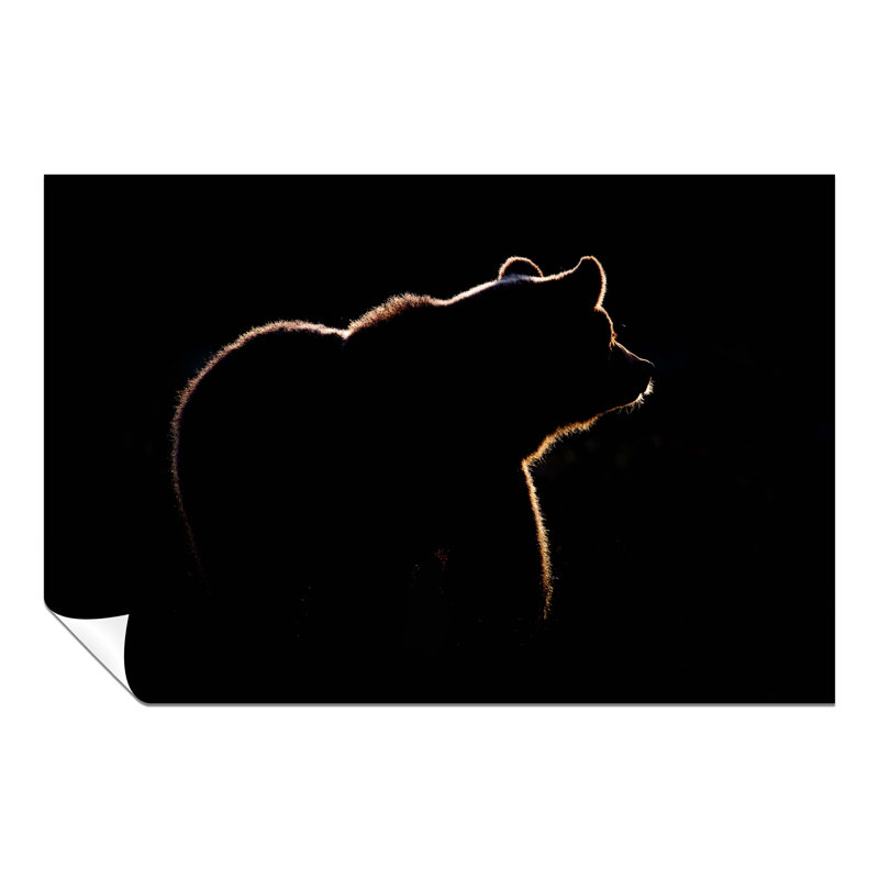 Bear In The Dark Wildlife - No Frame Print, 41cm H x 61cm W