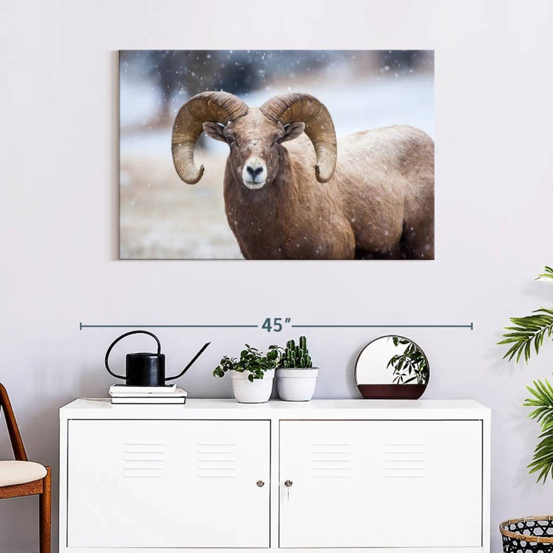 Brampt Bighorn Sheep, 24" H x 36" W