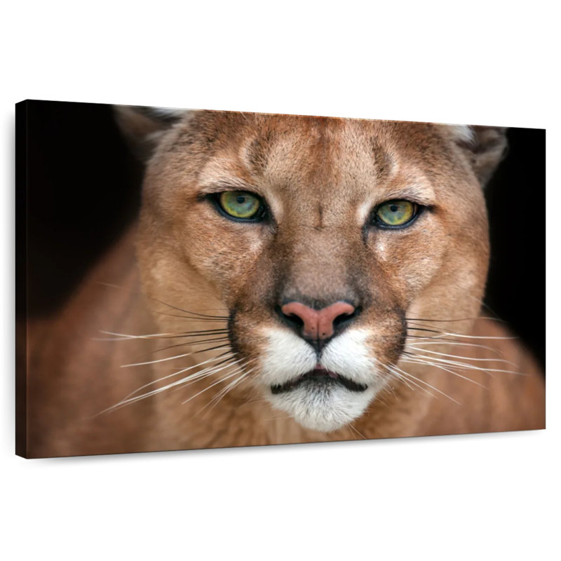 Crowle Staring Puma, 8" H x 12" W