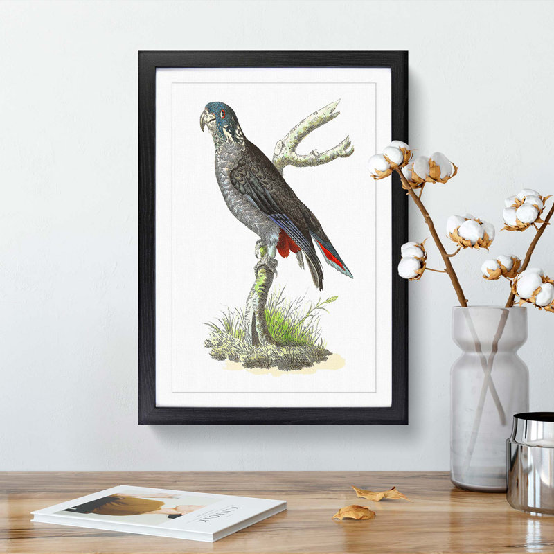 Dusky Parrot by George Shaw - Framed Print, 48cm H x 36cm W x 2cm D, Black Framed