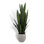 40IN Snake Plant