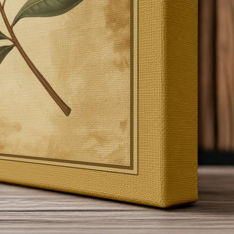 Olive Branch Study Botanical - Wrapped Canvas, 18x12 - 45.7 x 30.5 cm, Ochre Border