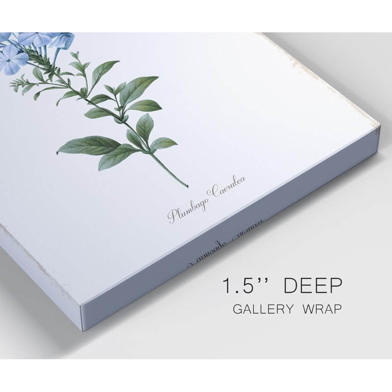 «Cape Leadwort», reproduction d'art graphique sur toile tendue, H 27 po x l 18 po x P 1 po