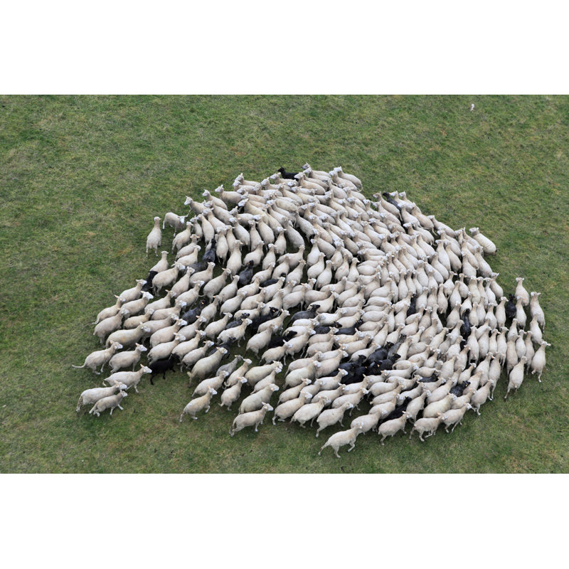 Herd Of Sheep - Wrapped Canvas Print, 81cm H x 122cm W x 3.8cm D