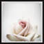 White Rose Close-Up 1 Piece Single Picture Frame Painting-1455408151