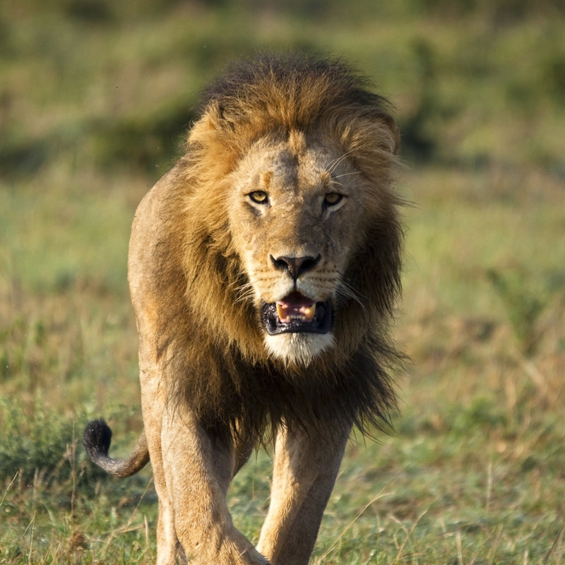 Approaching Lion - Wrapped Canvas Print, 91cm H x 91cm W