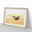 A Pheasant Bird in Abstract - Picture Frame Painting Print-55629688-55629689