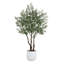 7.5FT OLIVE TREE, POTTED