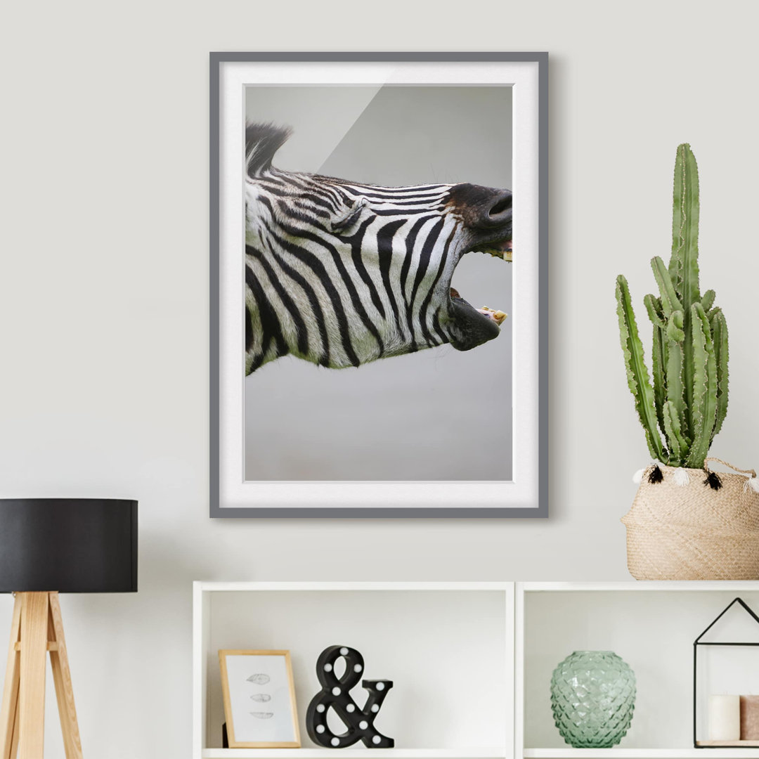 Gerahmtes Poster Roaring Zebra