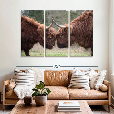 Brampt Highland Cow Clash