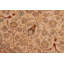 Tapis ivoire / brun clair en laine Parmila - 8 pi 0 po x 10 pi 2 po