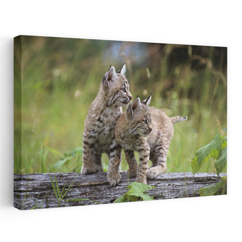 Deux jeunes lynx roux sur un rondin, lynx, rufus, art contemporain de chat, art mural, H 32 po x l 48 po