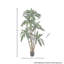 Arbre Dracaena Marginata en pot 6 pi UV