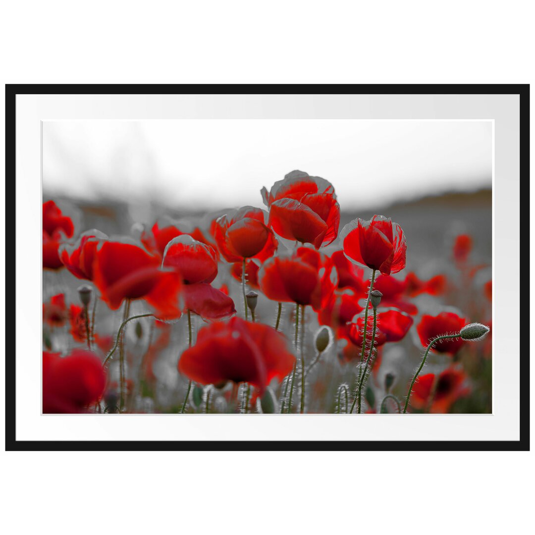 Gerahmtes Poster Feuriger Mohn