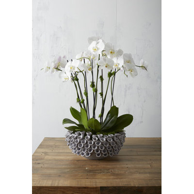 Vekakis Handmade Ceramic Pot Planter