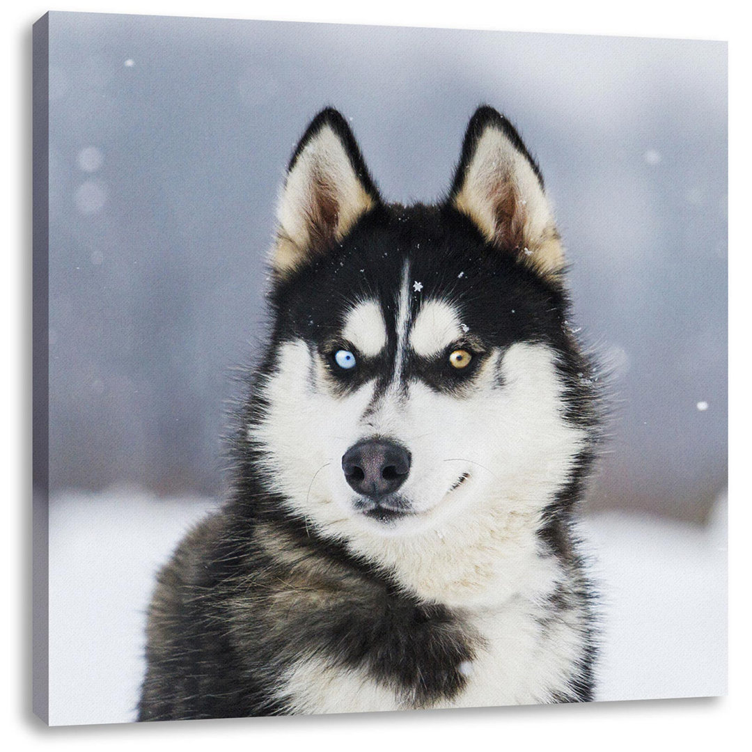 Leinwandbild Husky mit verschiedenen Augenfarben