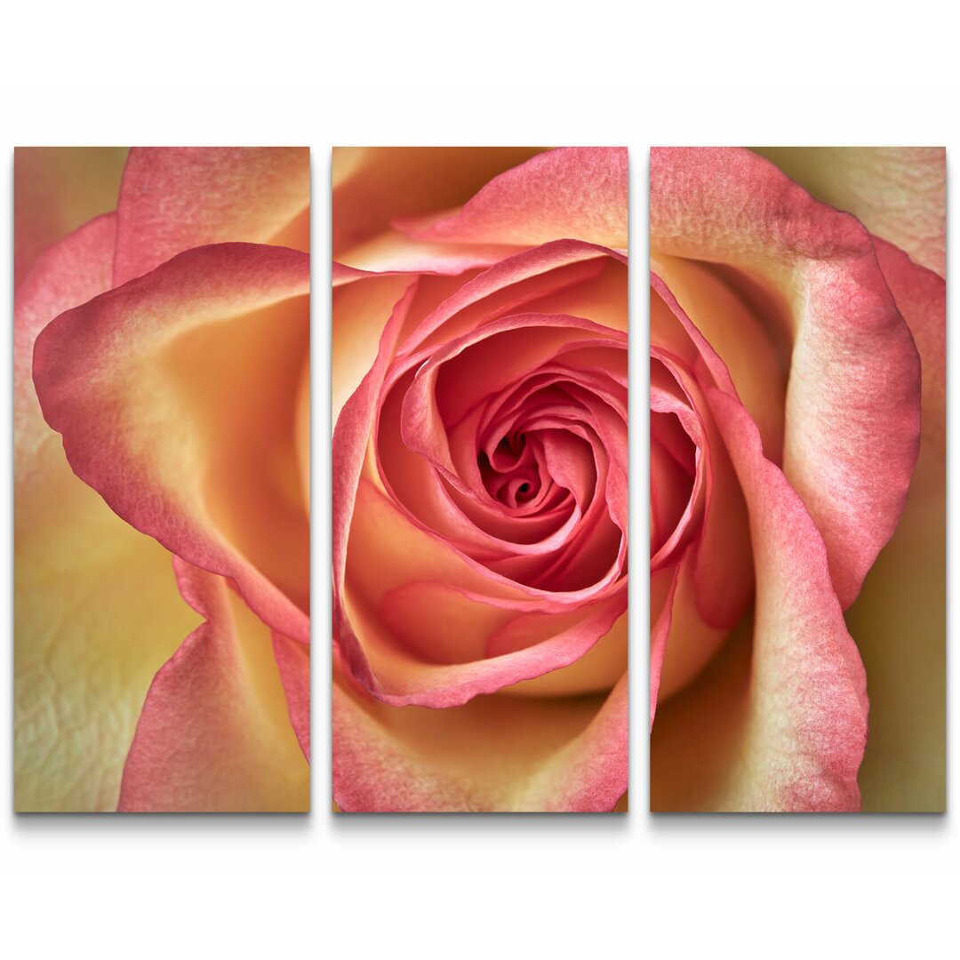 3-tlg. Leinwandbilder-Set Pinke Rose