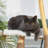 Real Branch Cat Tree With Condo And Climbing Perches