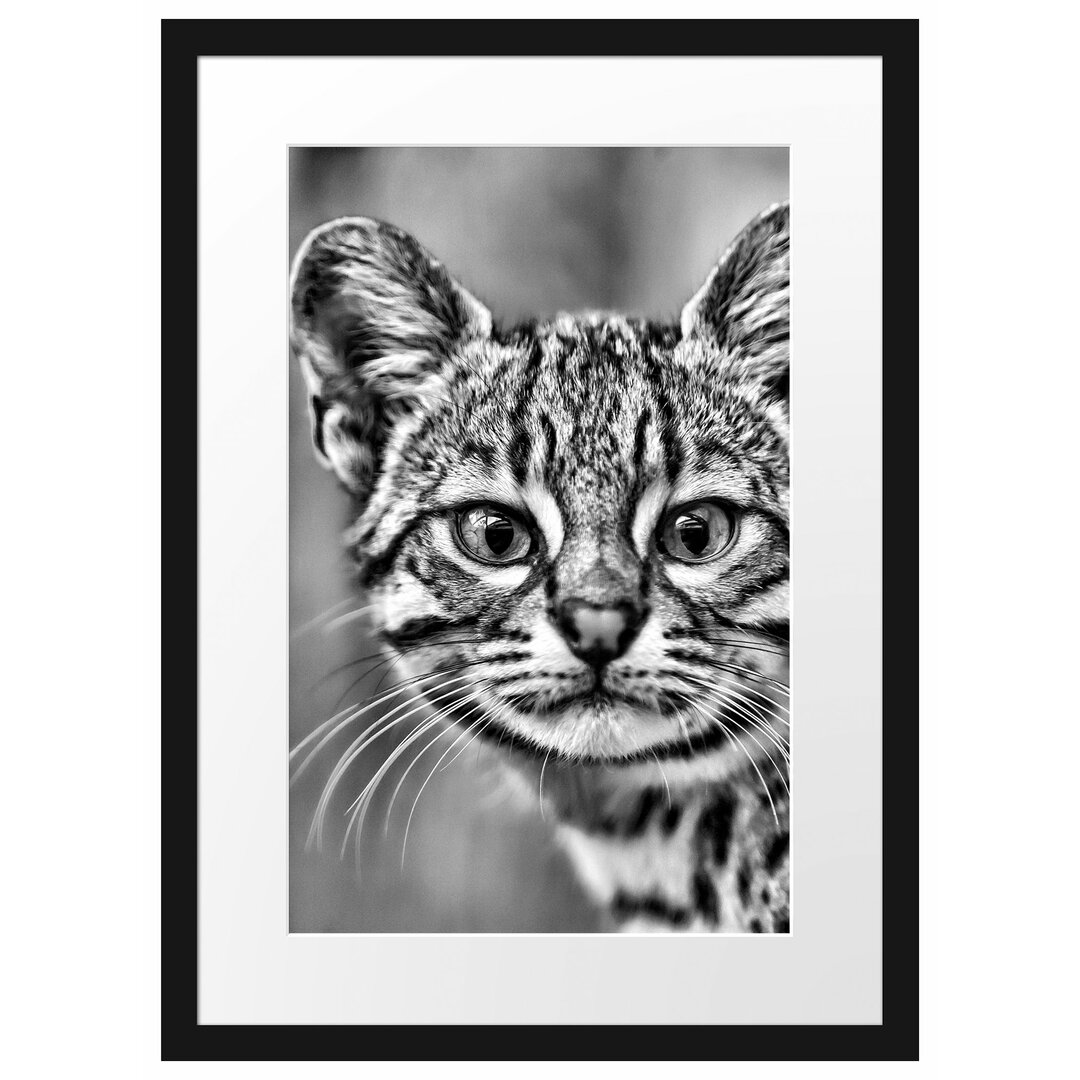 Gerahmtes Poster Kleine Bengalkatze