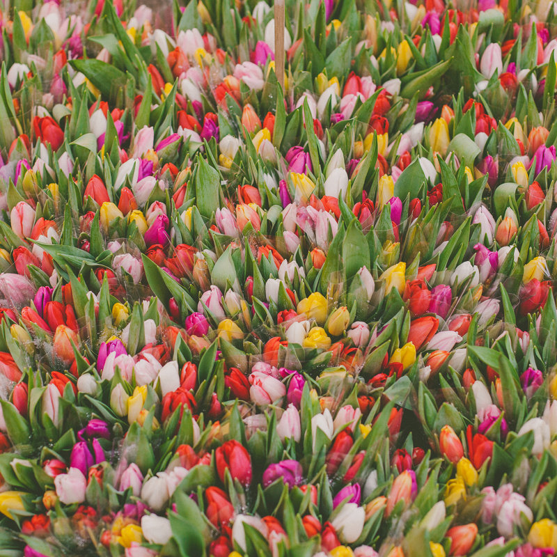 Rainbow Tulips by Hello Twiggs, Black Single Picture Framed, Yes, 12" H x 12" W x 0.75" D