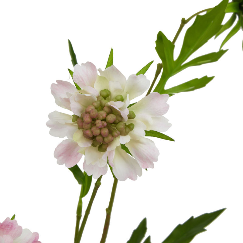 Anastasija Arrangement, Pink