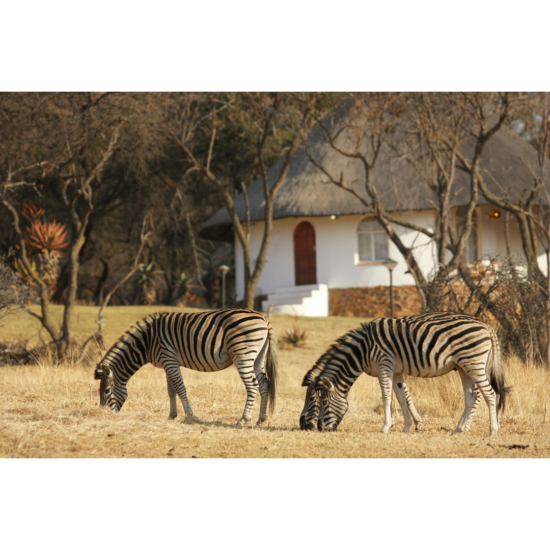 Zebra von ManoAfrica - Kunstdrucke auf Leinwand ohne Rahmen