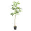 Pachira Macrocarpa artificielle-469089165