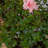 1 Gallon Autumn Belle Encore Azalea Live Low Maintenance Plant
