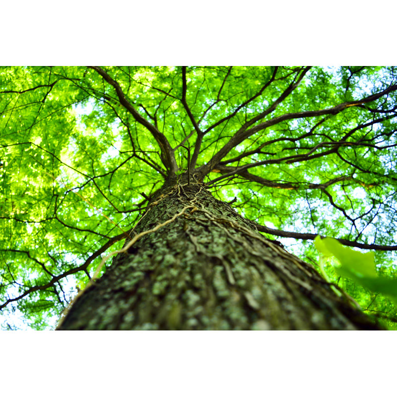Green Tree by RADsan - Wrapped Canvas Print, 30cm H x 46cm W x 3.8cm D