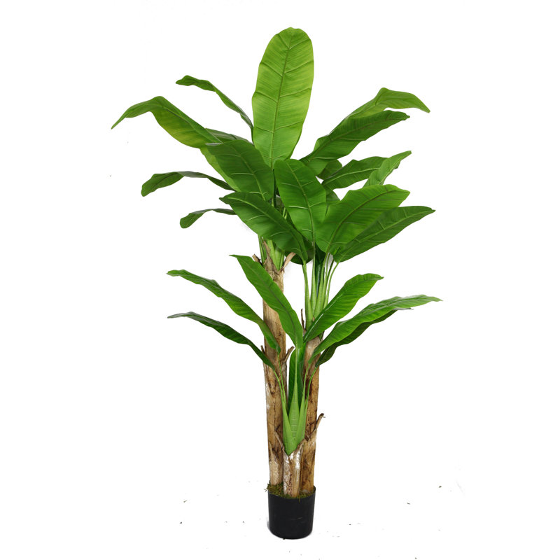 Laura Ashley Panama Banana Leaf Tree in Pot & Reviews | Wayfair