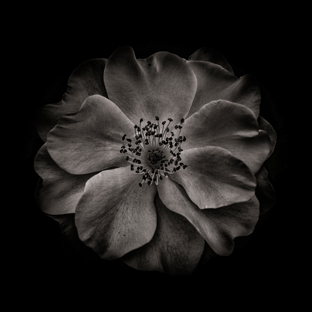 Leinwandbild Black and White Primrose von Brian Carson