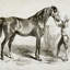« équin sketch v », impression-28042337-22188281-28042339