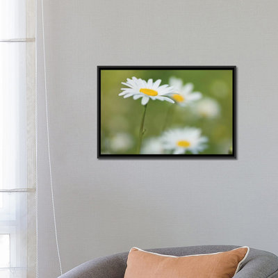 « marguerites », impression sur toile
