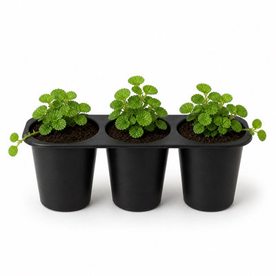Creeping Charlie Friendship Plant - 3pack - 2 Inch Pot - Pilea Nummularifolia