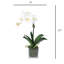 Orchid Arrangement In Square Glass Vase-1926475303