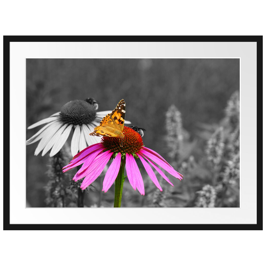 Gerahmtes Poster Schmetterling auf Kornblume