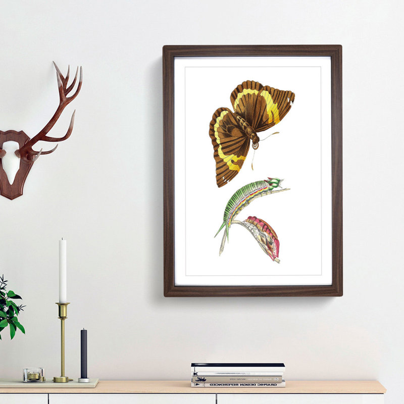 Caterpillar & Cassia Butterfly by George Shaw - Picture Frame Graphic Art Print, Walnut Framed, 48cm H x 36cm W x 2cm D