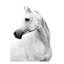 Le Cheval Blanc III Print by Sofia Fox-26773439-26773436