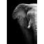 Elephant Profile Print-24074464