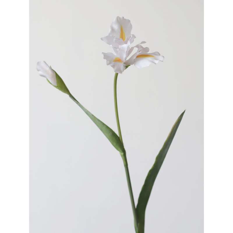 Tige fantaisiste d'iris - 29,9 po, Lavande poudré, [C] 6 tiges