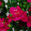 Faux Flowering Tree in Metal Planter-65743086