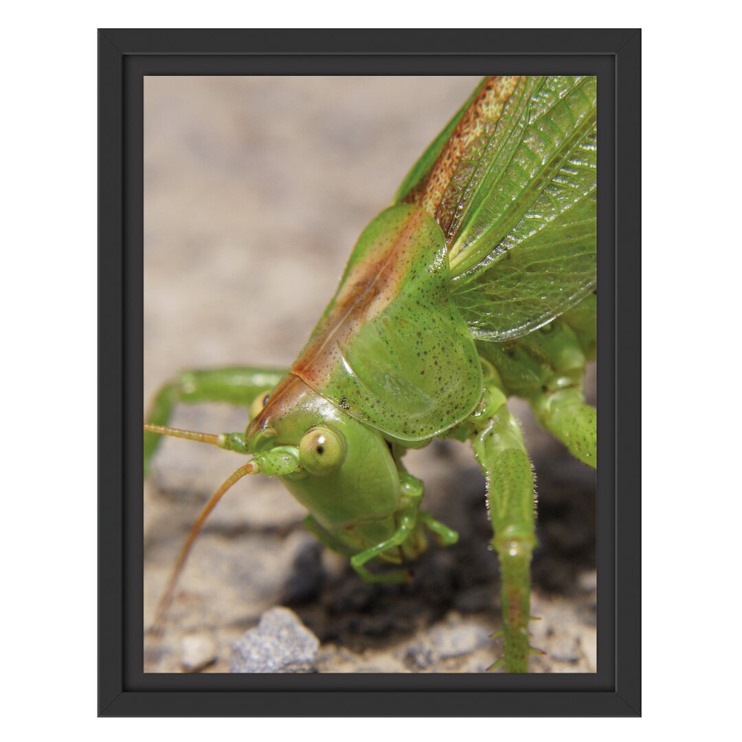 Gerahmtes Wandbild schöne Heuschrecke