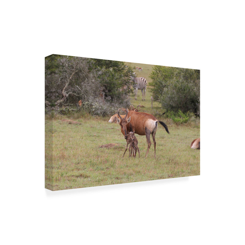 Bolog Bob Langrish Red Hartebeest Canvas Art, 12" H x 19" W