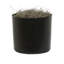 Cadre Executive Marginata en pot
