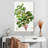 Keiri Carob Tree-108640977