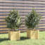Alatea Wood Planter Box-967479420-967479408