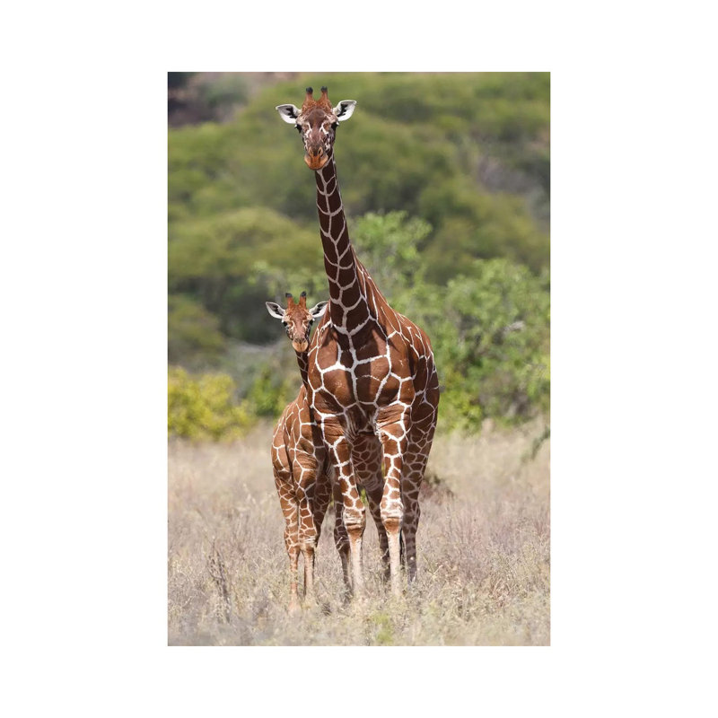 Reticulated Giraffe by Elmar Weiss - Wrapped Canvas Print, 66.04 cm H x 45.72 cm W