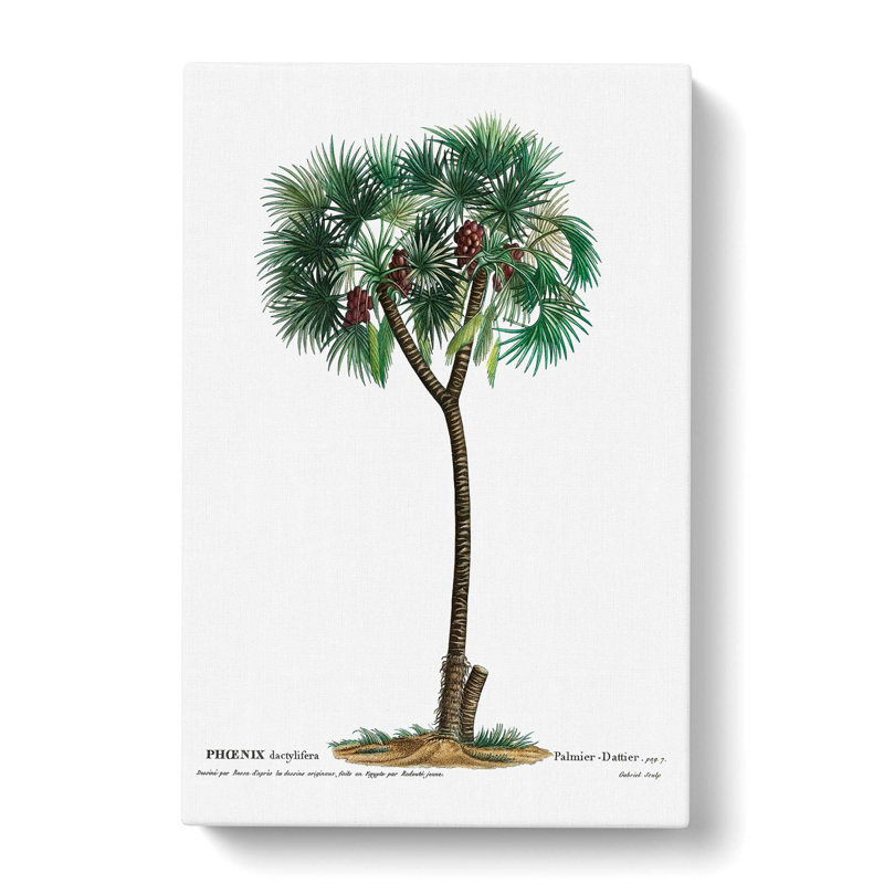 Date Palm Tree by Louis Renard - Wrapped Canvas Painting Print, 50cm H x 35cm W x 3cm D