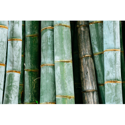 Bamboo Stems by Danilovi - Wrapped Canvas Print