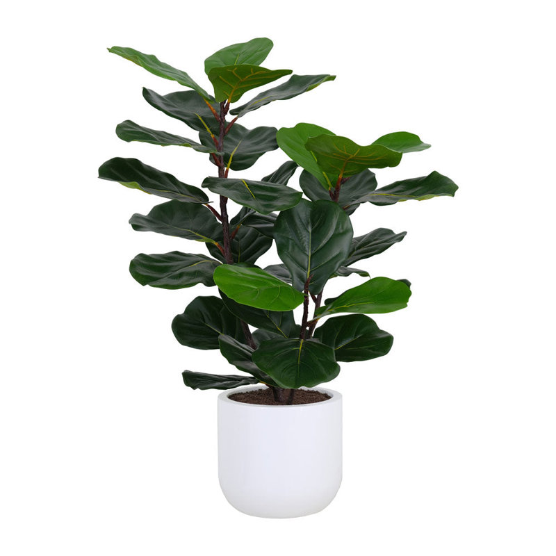 TREE FDDLE FIG POT 3FT